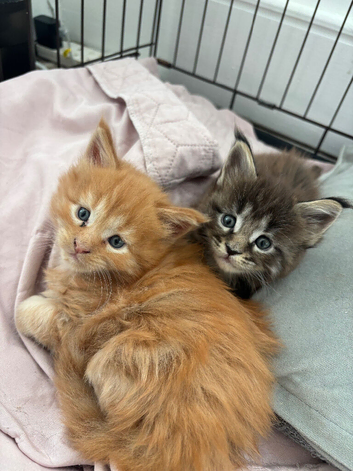 Mainecoon kittens