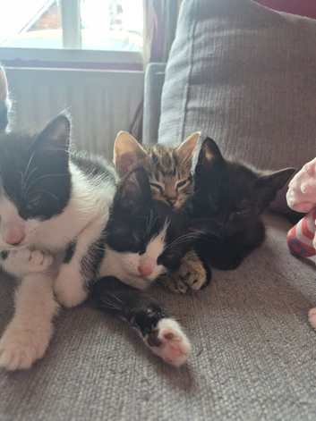 Lovely kittens ready for new forever home