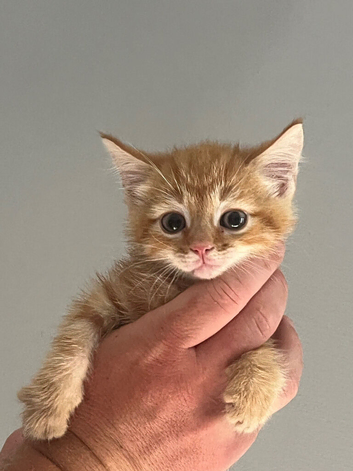 Mixed breed kittens
