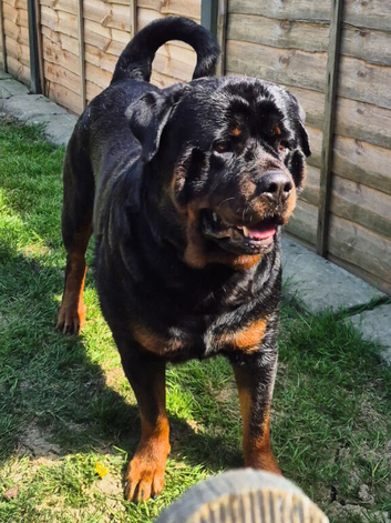 Rottweiler for stud