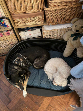 Haveing to seel my dog