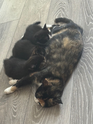 Cute kittens are looking for a home