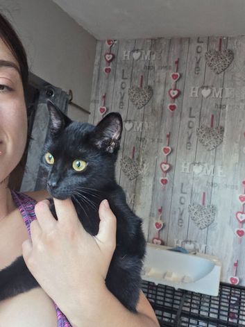 6 month old kitten