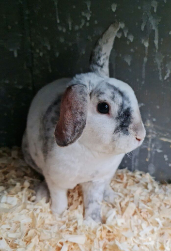 Mini rex cross mini plush lop magpie buck
