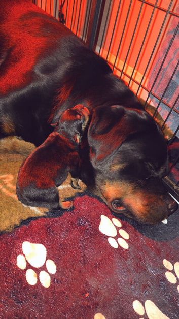 Rottweiler pup