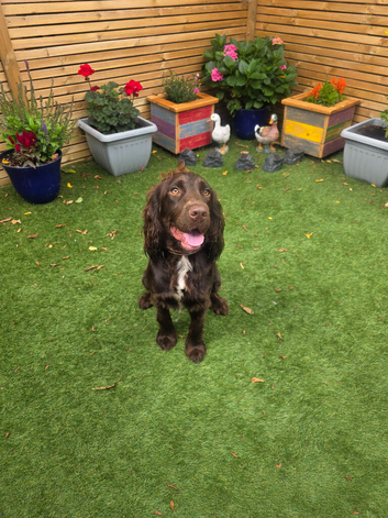 Beautiful Sprocker Male. 12 months