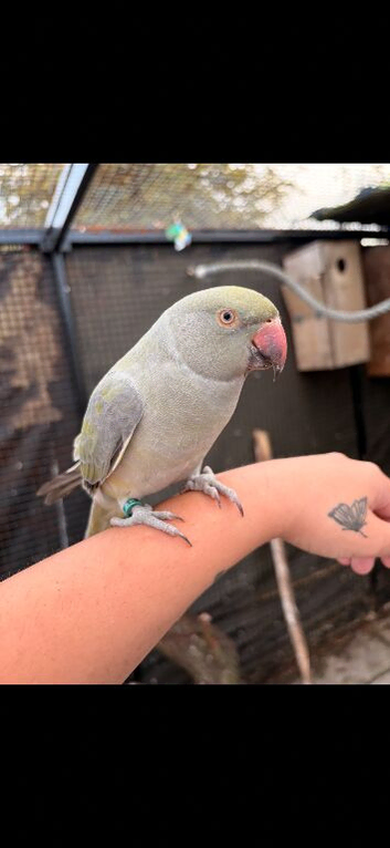 Trio of ringnecks