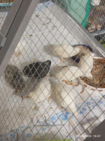 TINY BUTTON QUAILS 1 X male and 6 x white females &pound;62 the group of 7 birds over 8 weeks old
