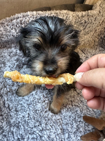 Yorkshire terrier puppies