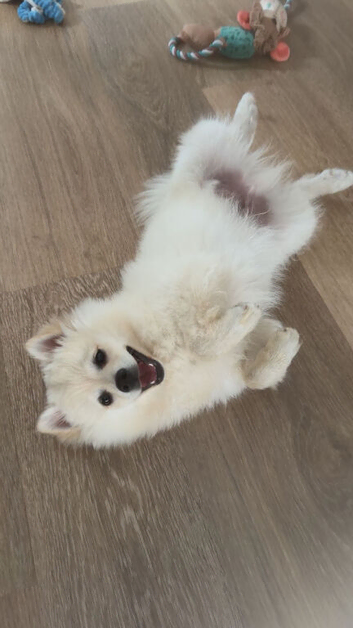 Mylo looking for a loving home