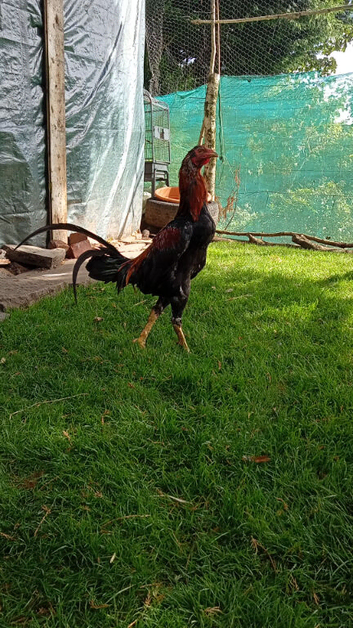 Oxford game hens Shamo cross cock