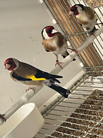 Goldfinch