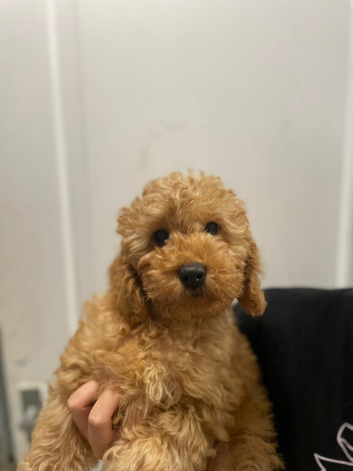 Last F1B Female Fully Vaccinated Cockapoo
