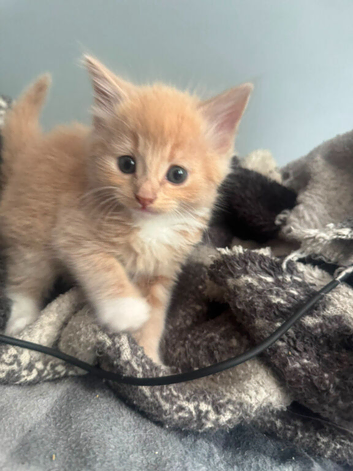 Mixed half mainecoon ready 22nd july