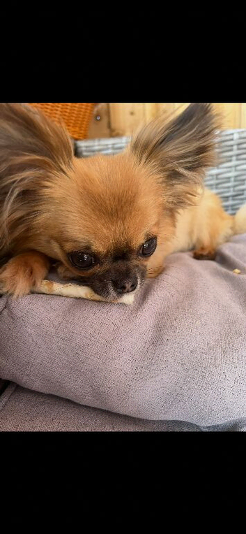(Reserved)Beautiful long haired fawn boy kc registered