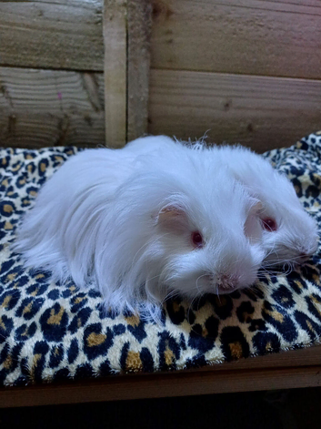 Skinny pigs and hairy boys and girls