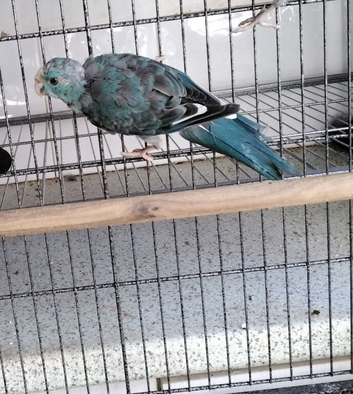 Blue Kakariki