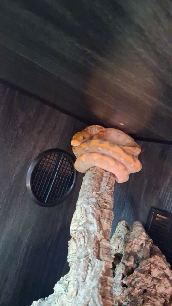 Super dwarf Reticulated python