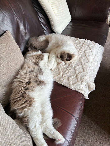 Ragdoll brothers 11 months and neutered