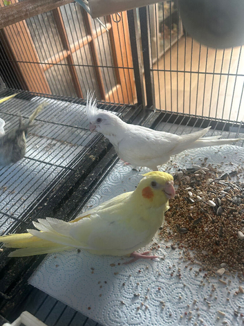 Hand reared baby cockatiels