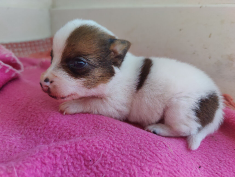Gorgeous Pedigree Jack Russell Puppies