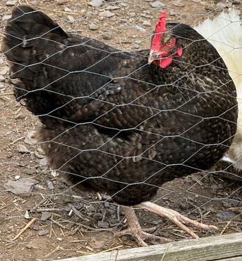 3 LAYING CHICKENS HENS
