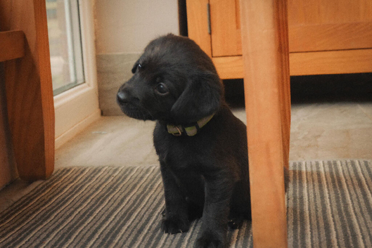Beautiful Labrador/ spaniel pups