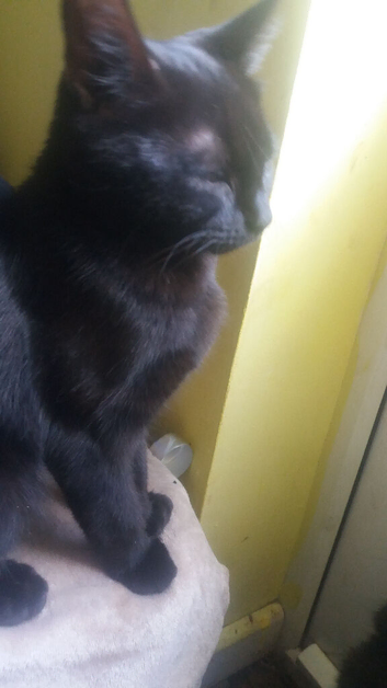 Two cats for sale