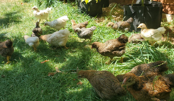 Wyandotte Bantam Chicks & Growers