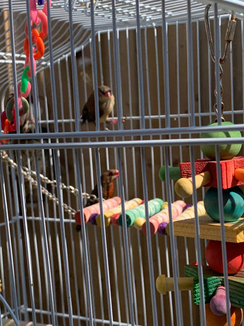 Strawberry Finches