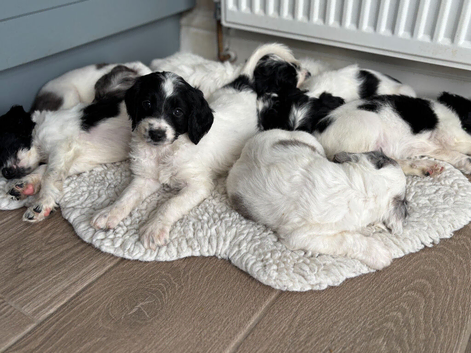 Reduced Premium Rare F1 Sproodle Pups &ndash; Champion Lines
