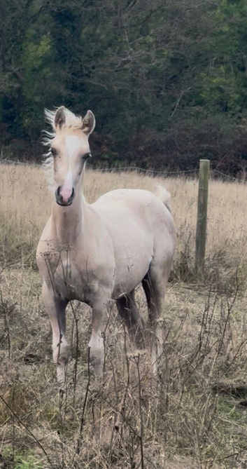 Palomino section C colt