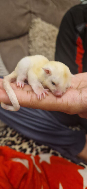 Leucistic/ White Sugar Glider Joey