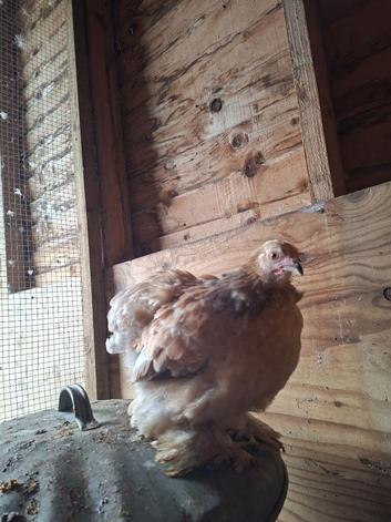 Peking and silky hens