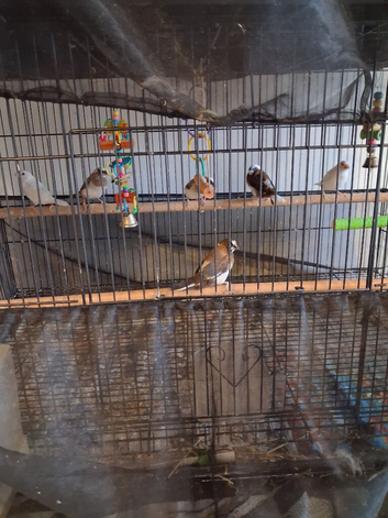 Society finches