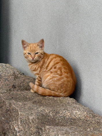 kittens