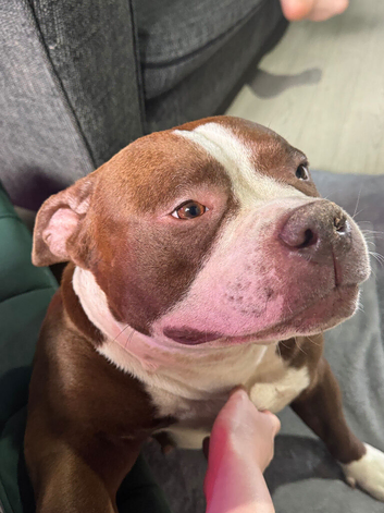 4 year old standard American bully