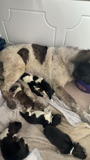 1 female American akita available