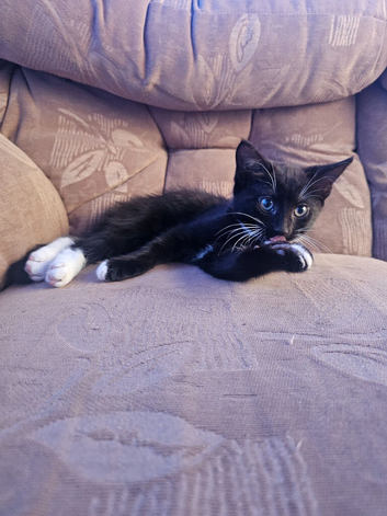 ​Two lovely  kittens looking for a forever home