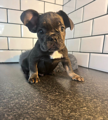 French bulldog puppies!!