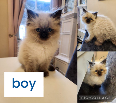 Ragdoll x persain ready now