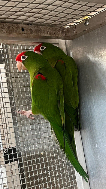 Red Fronted conure(eaglets)