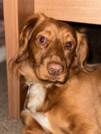 springer spaniel
