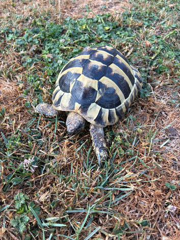 Herman male tortoise