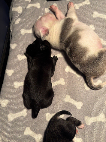Reverse panda pug and pandas