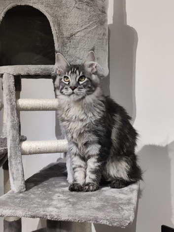 Russian line Maine coons