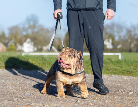 English bulldog - full suit chocolate Merle