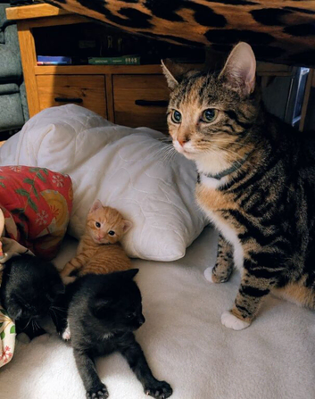 Rehoming our beloved 12 weeks old kittens