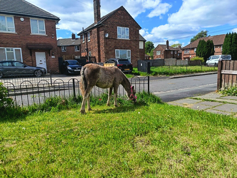 12 month old strawberry roan filly