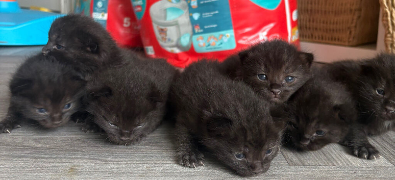 Ragdoll cross kittens
